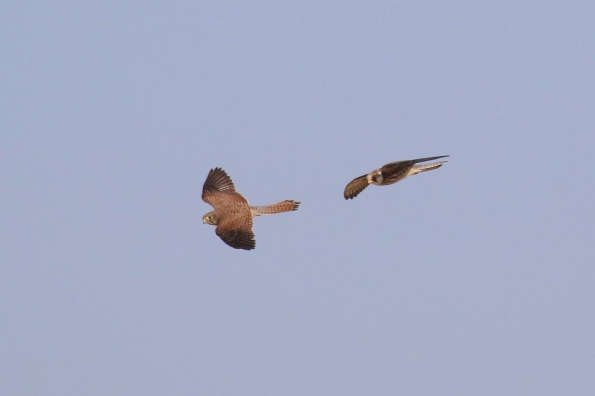 Red-footed Falcon - ML504239661