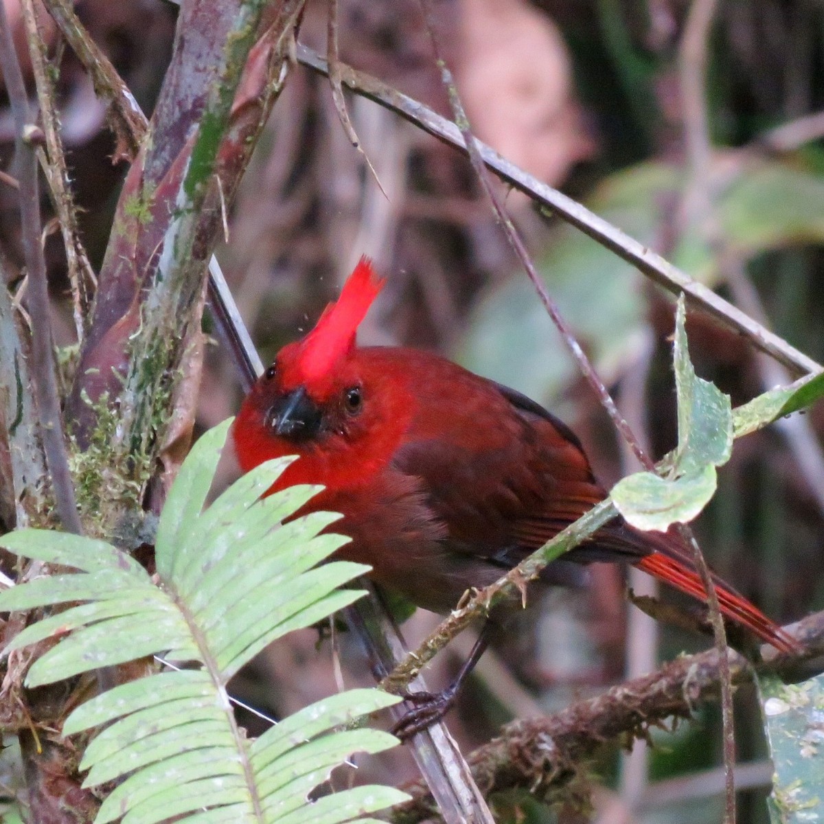 Crested Ant-Tanager - ML504240621