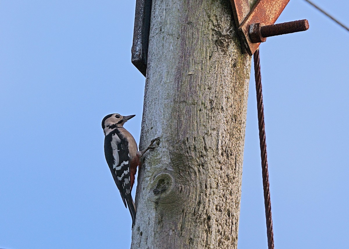 Great Spotted Woodpecker - ML504242061