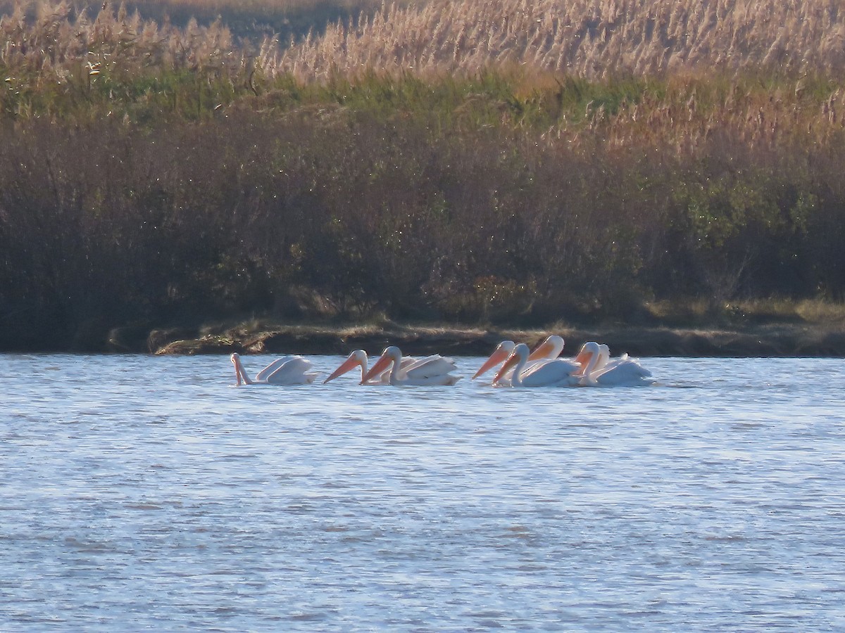 EBird Checklist - 12 Nov 2022 - Edwin B. Forsythe NWR--Wildlife Drive ...