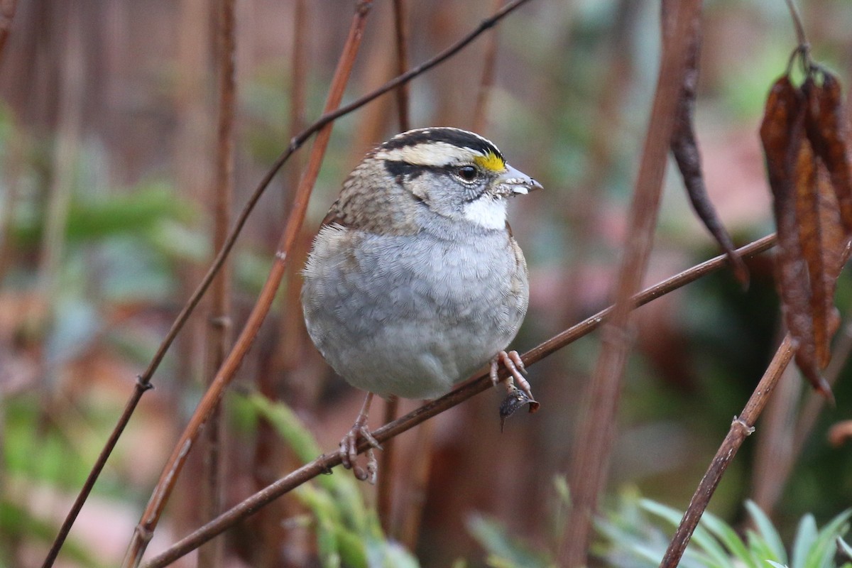 White-throated Sparrow - ML504246381