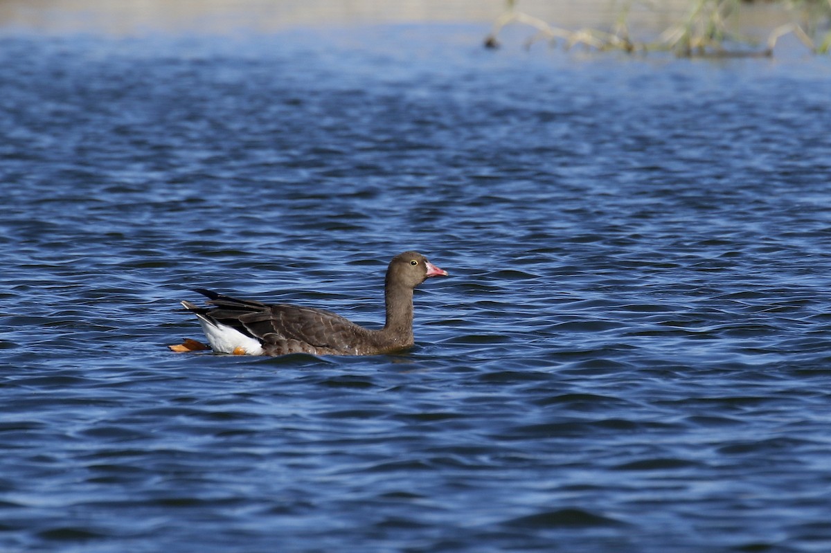 Lesser White-fronted Goose - ML504246481