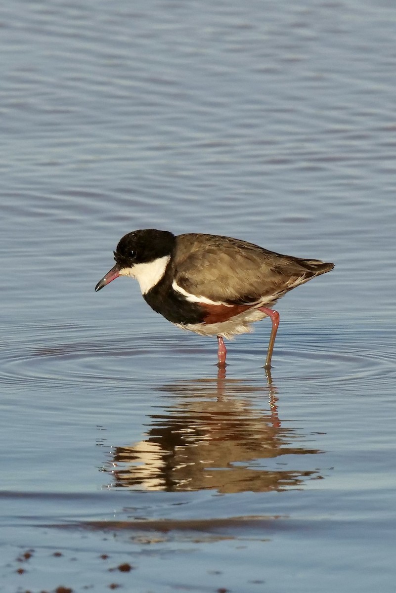 Red-kneed Dotterel - ML504247771