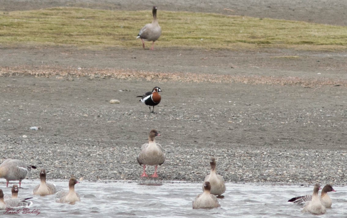 Red-breasted Goose - ML504248341
