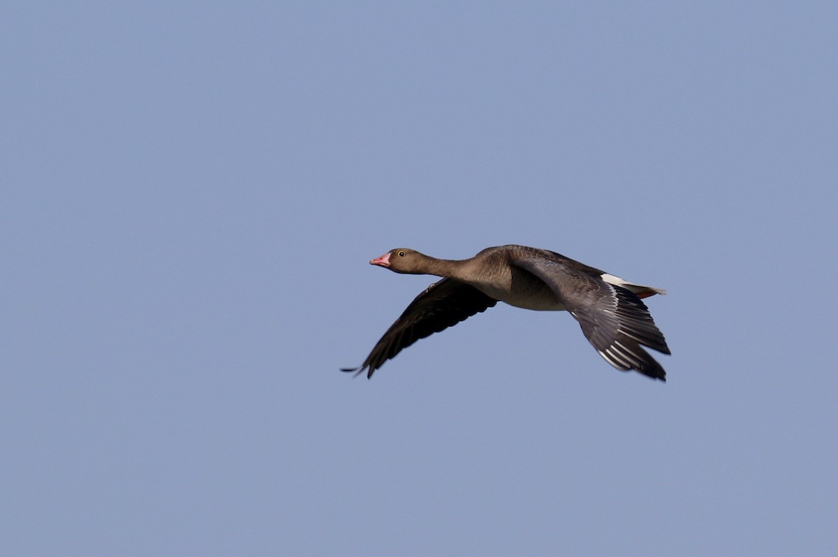 Lesser White-fronted Goose - ML504250021