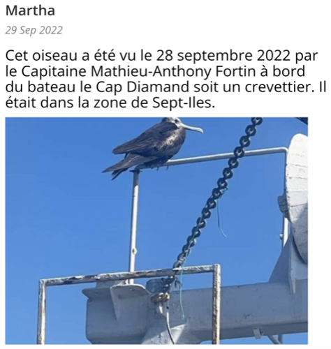 Magnificent Frigatebird - Comité d'homologation des oiseaux rares du Québec