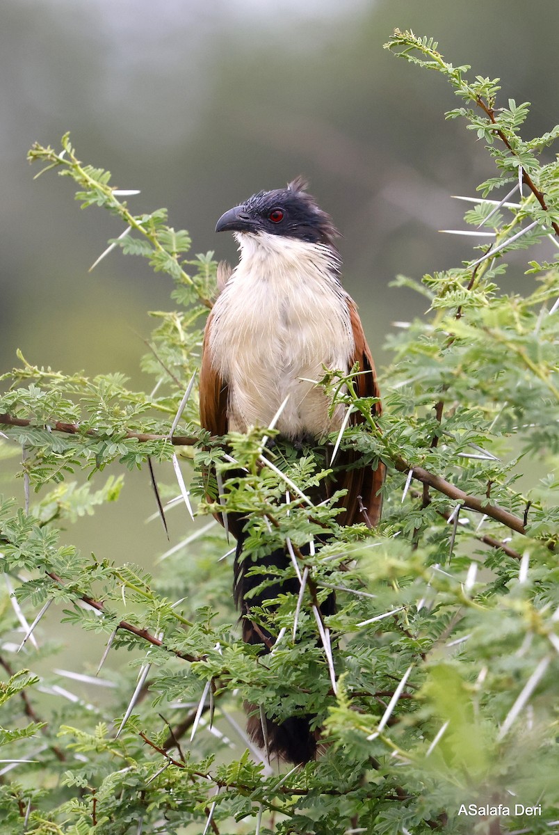 White-browed Coucal (Burchell's) - ML504262001