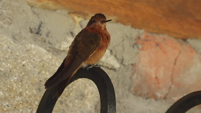 kolibřík duhovohřbetý - ML504263761
