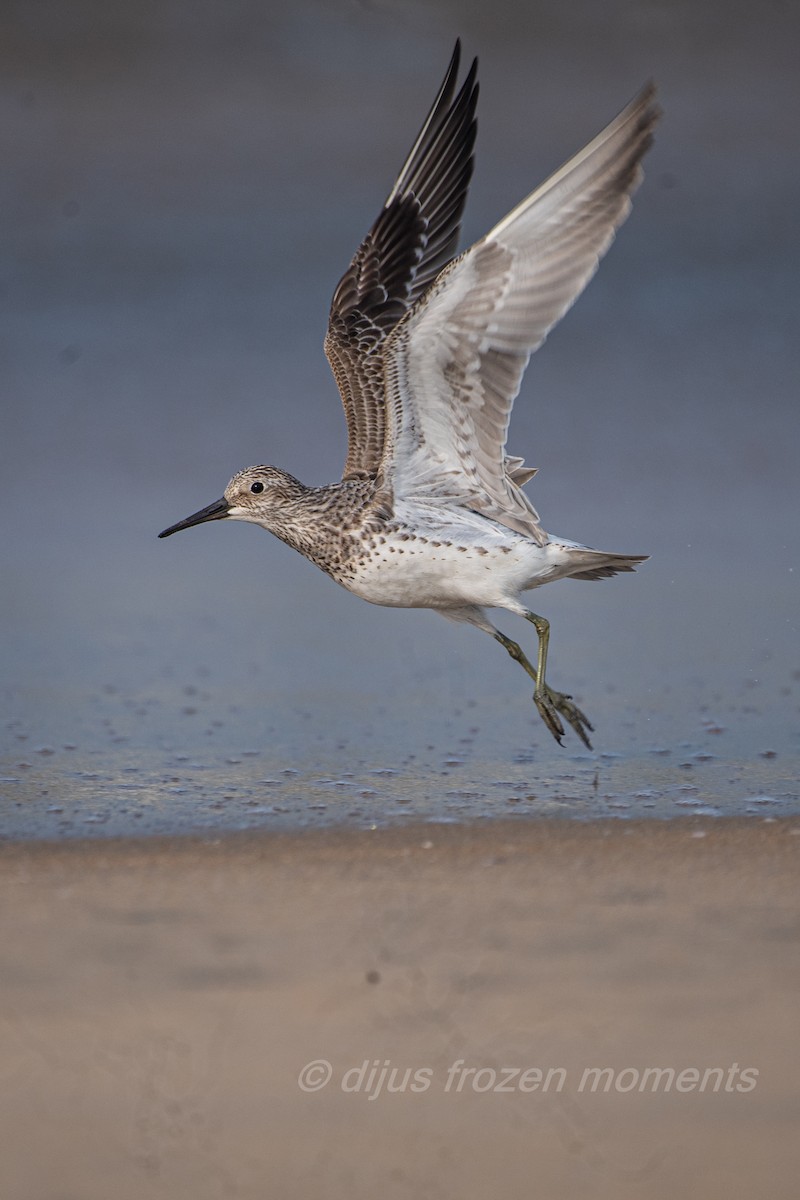 Great Knot - ML504265131