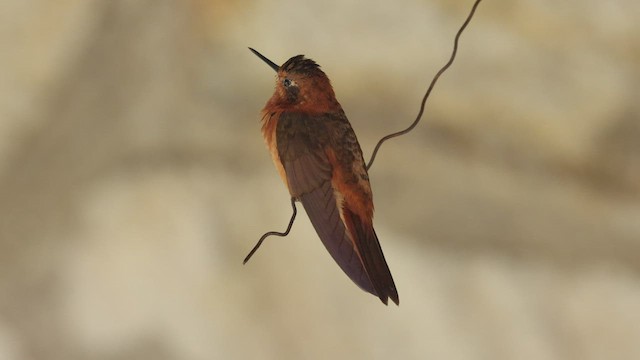 kolibřík duhovohřbetý - ML504267211