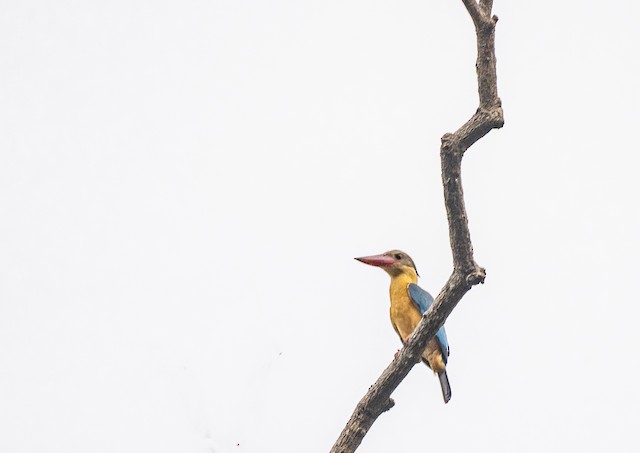 Stork-billed Kingfisher — photographed by Sayantan Ghosh