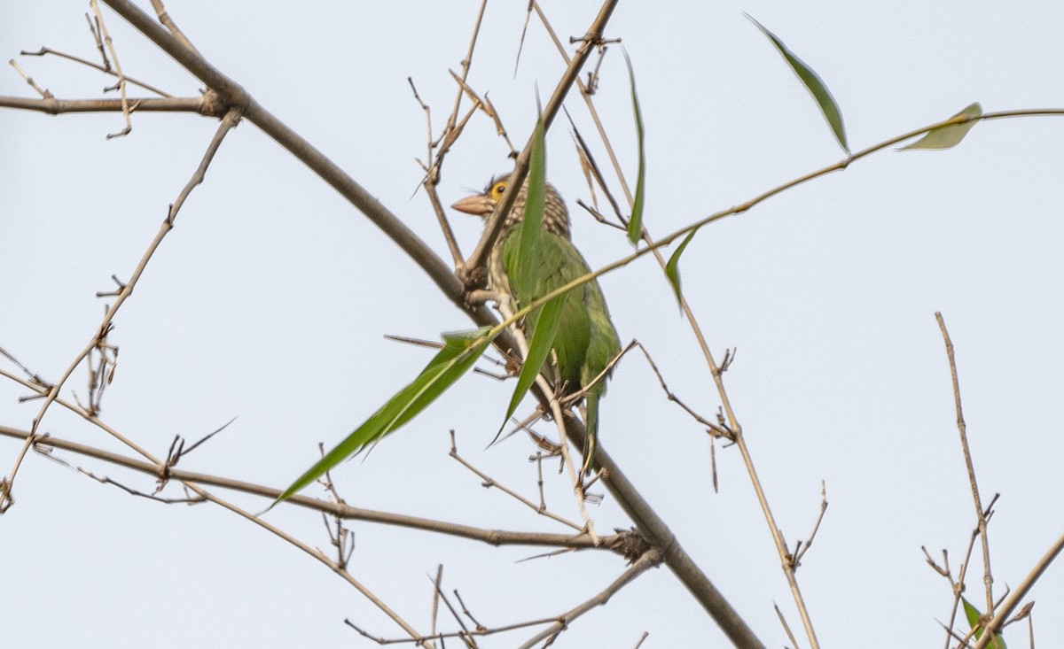 Lineated Barbet - ML504268261