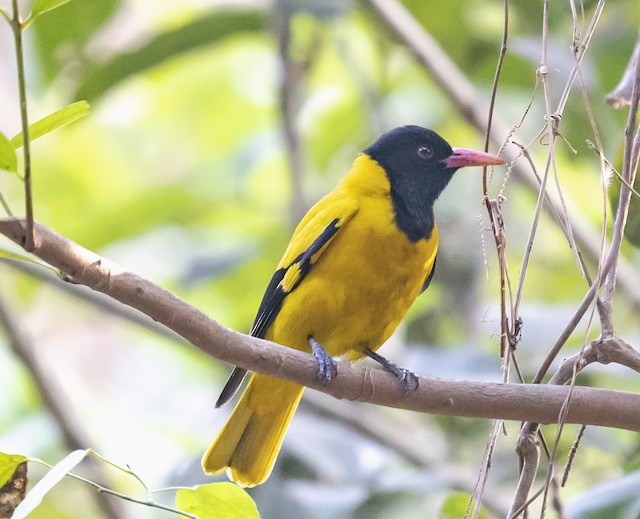 Black-hooded Oriole — photographed by Sayantan Ghosh