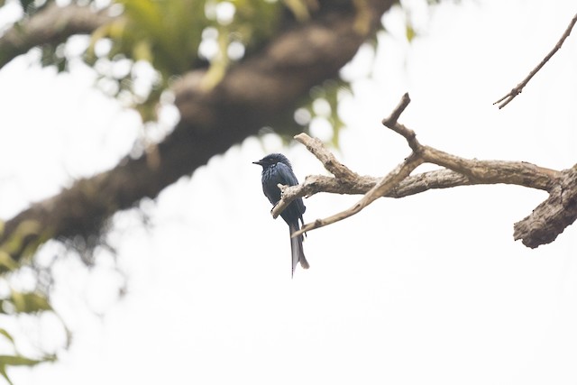 Bronzed Drongo — photographed by Sayantan Ghosh
