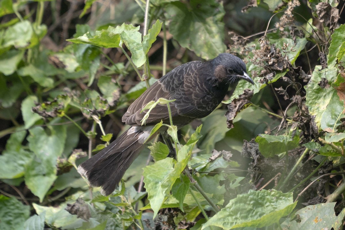 Red-vented Bulbul - ML504268351