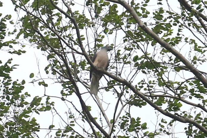 Timor Imperial-Pigeon - ML504274731