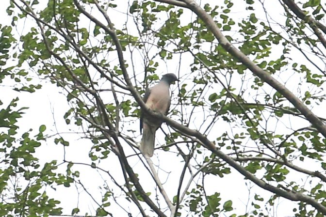Тиморский плодовый голубь - ML504274761