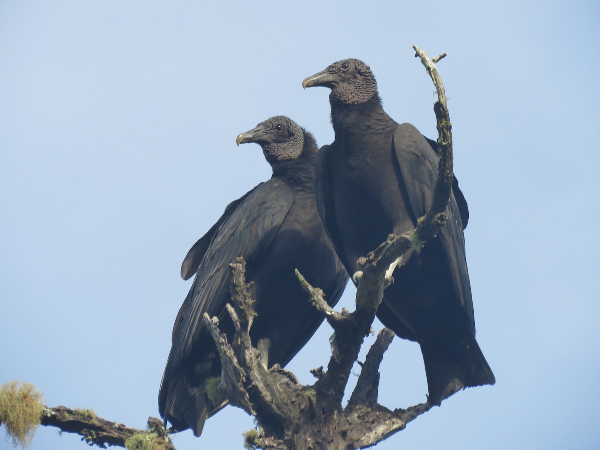 Black Vulture - ML504281891