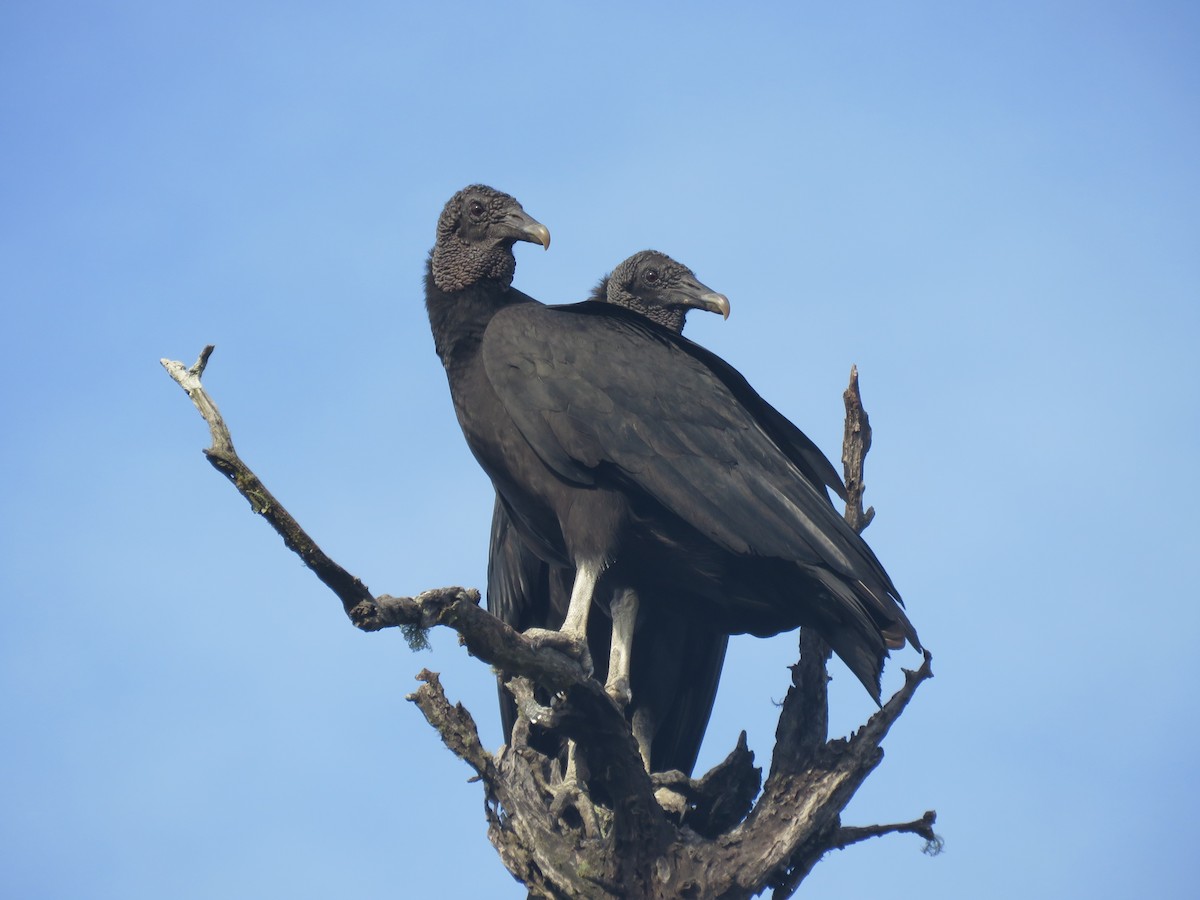 Black Vulture - ML504281911