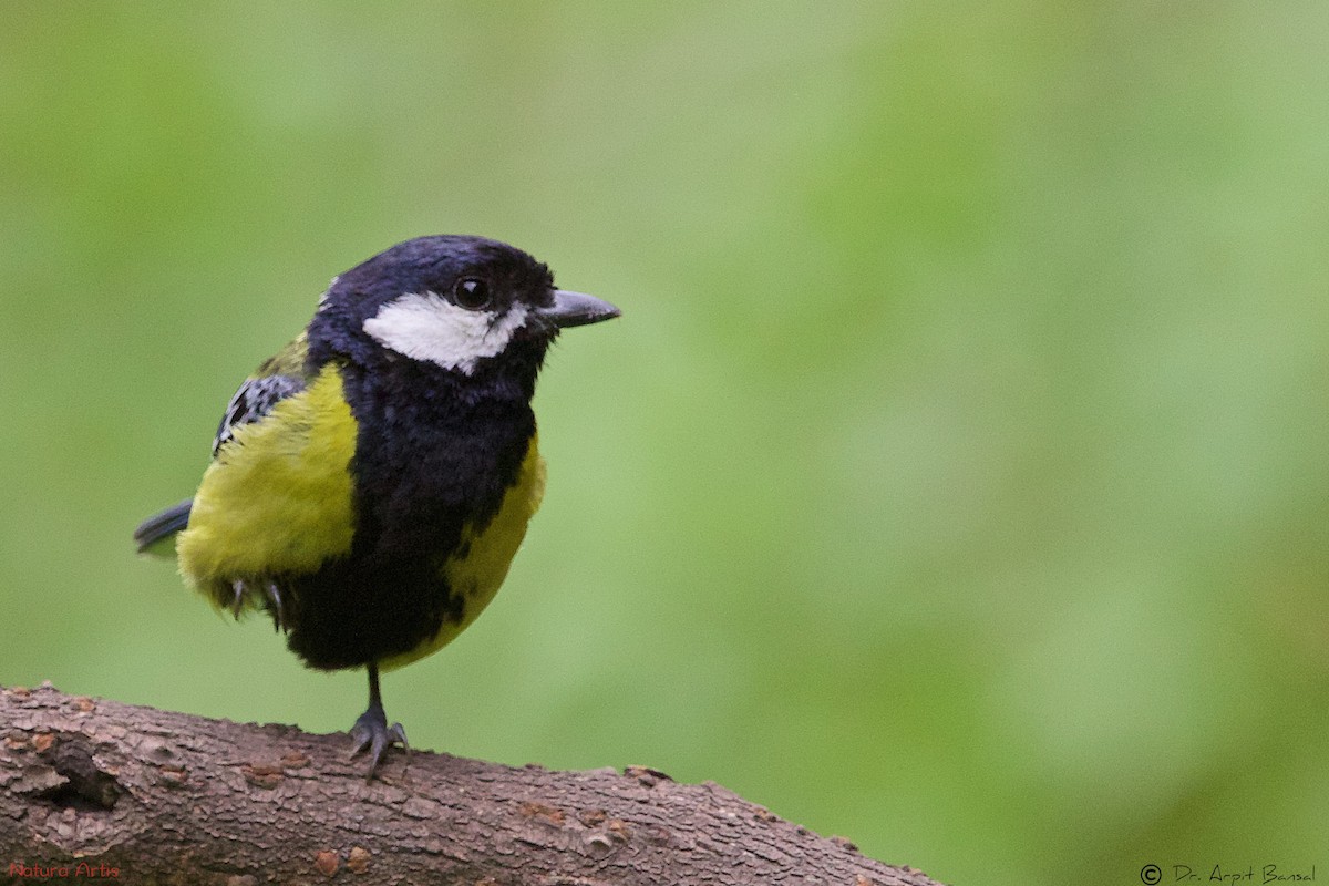 Green-backed Tit - ML504282721