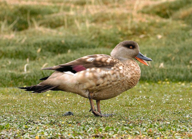 Crested Duck (subspecies alticola) - Crested Duck - 