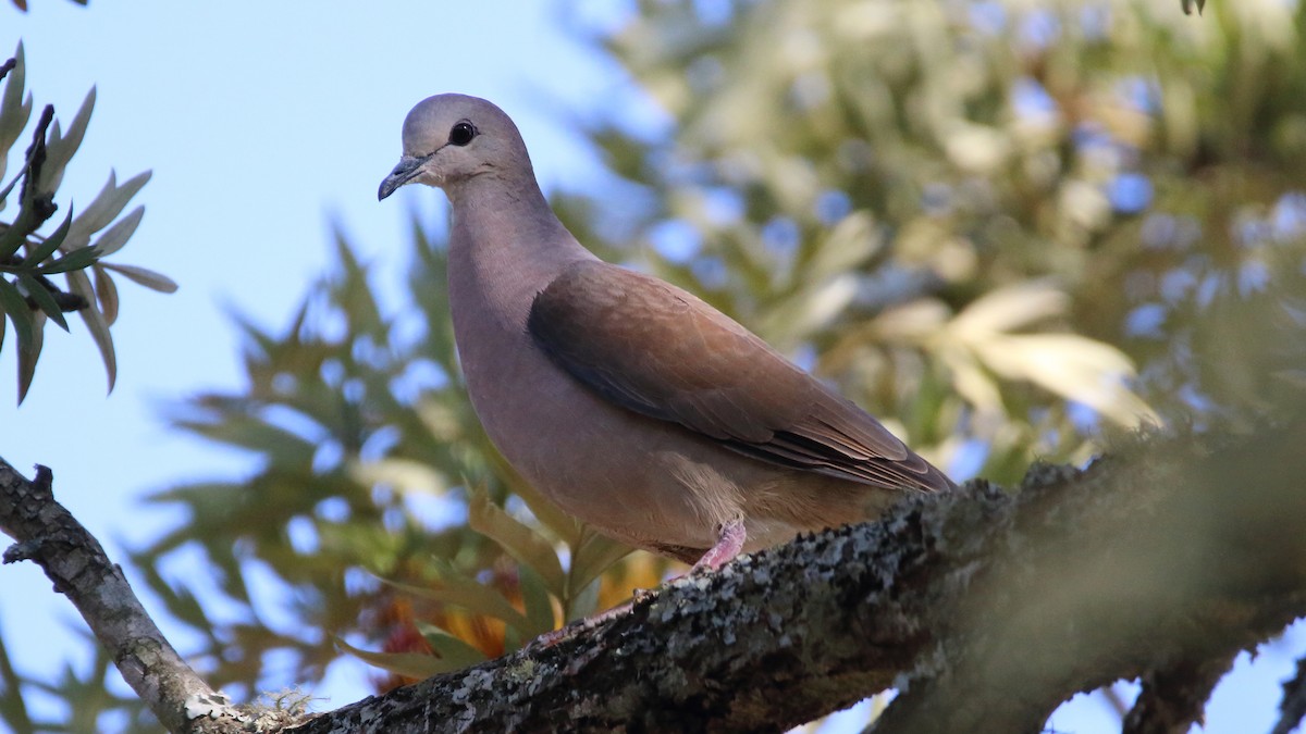 Large-tailed Dove - ML504283771