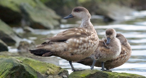 Crested Duck (subspecies specularoides) - Crested Duck - 