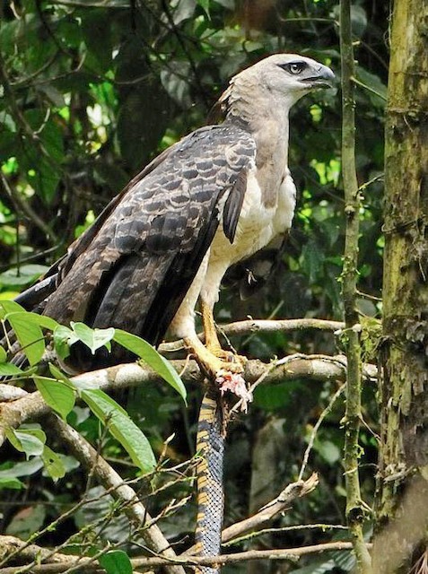 Crested Eagle with Yellow Rat Snake (Spilotes pullatus) - Crested Eagle - 