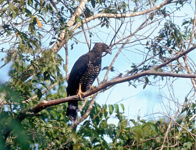 Adult dark-morph Guiana Crested Eagle - Crested Eagle - 