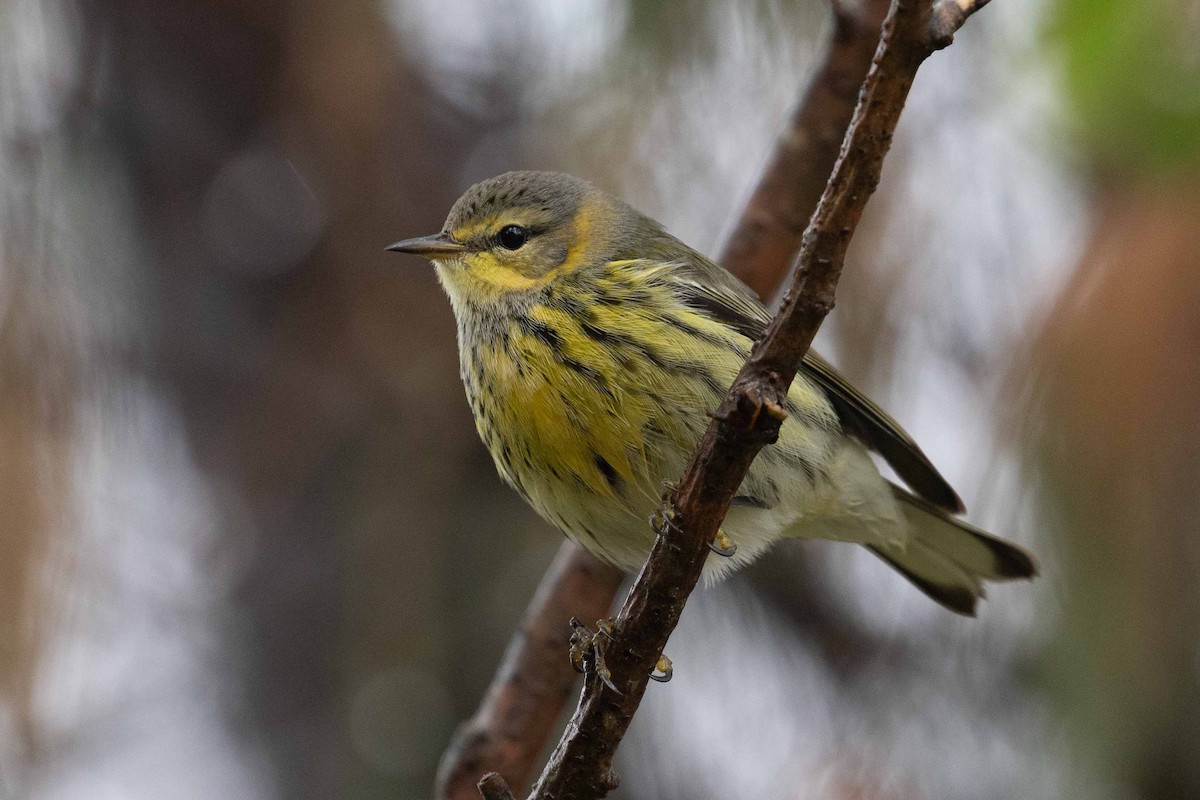 Cape May Warbler - ML504284461