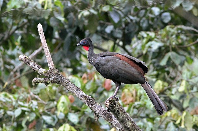 Chestnut-winged Chachalaca - Crested Guan - 