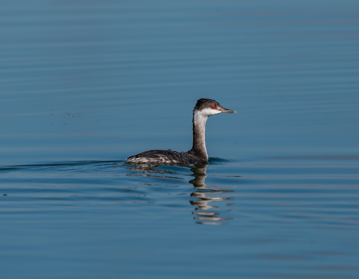 eBird Checklist 16 Nov 2022 Quarry Lake 42 species
