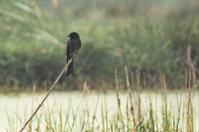 Ashy Drongo — photographed by Sayantan Ghosh