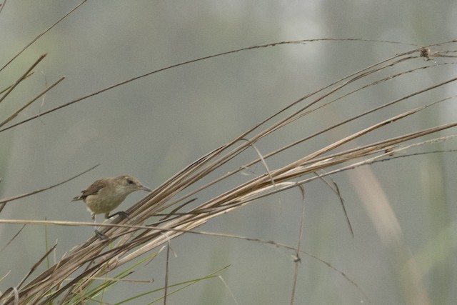 Clamorous Reed Warbler (Indian Great Reed Warbler) — photographed by Sayantan Ghosh