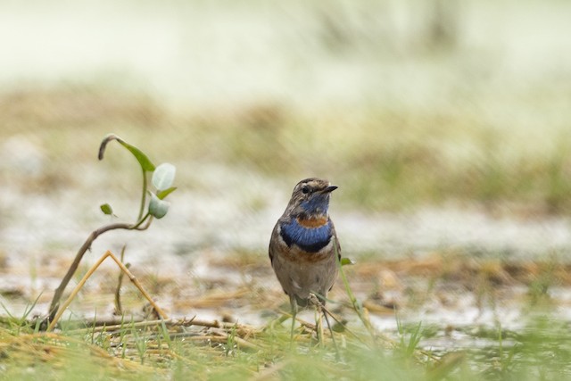 Bluethroat — photographed by Sayantan Ghosh
