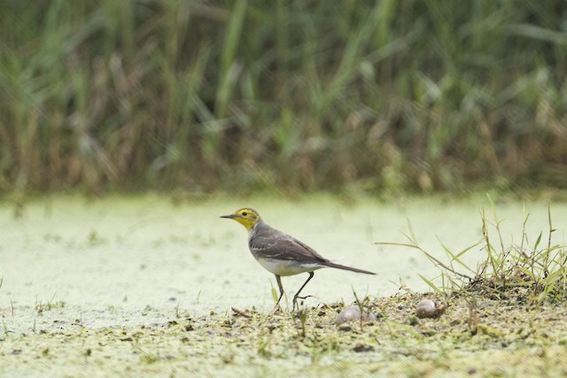 Citrine Wagtail — photographed by Sayantan Ghosh