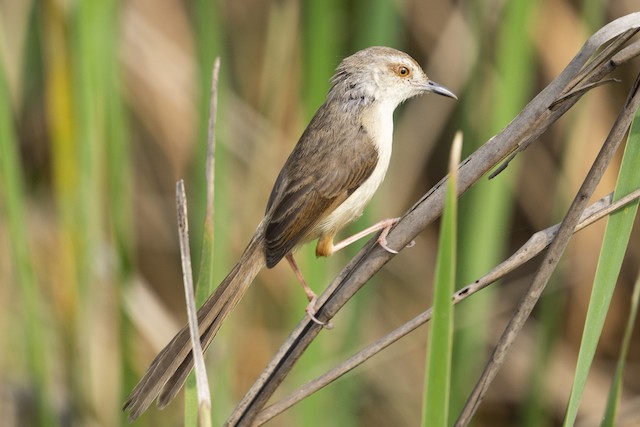Plain Prinia — photographed by Sayantan Ghosh