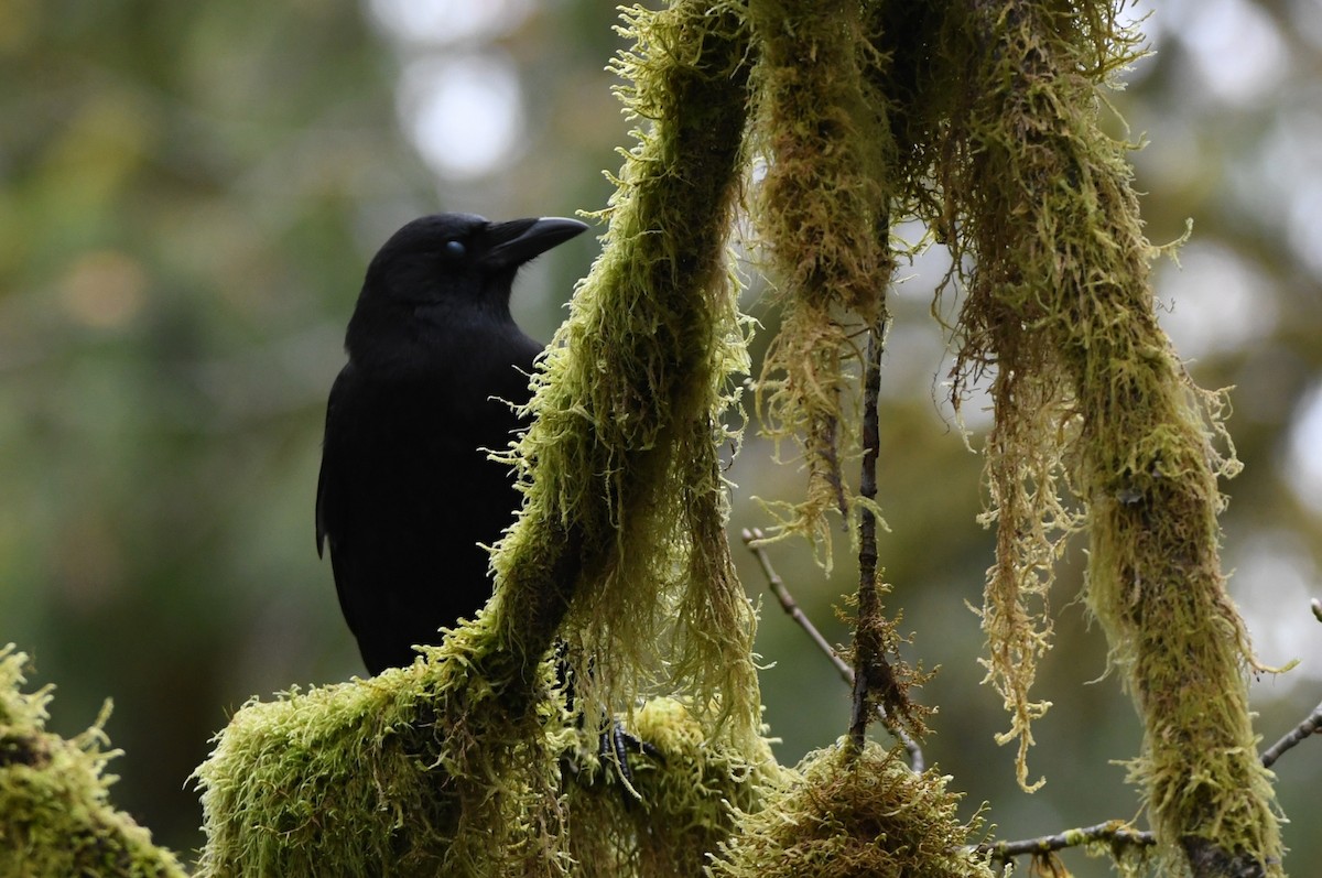 American Crow - Kevin Smith