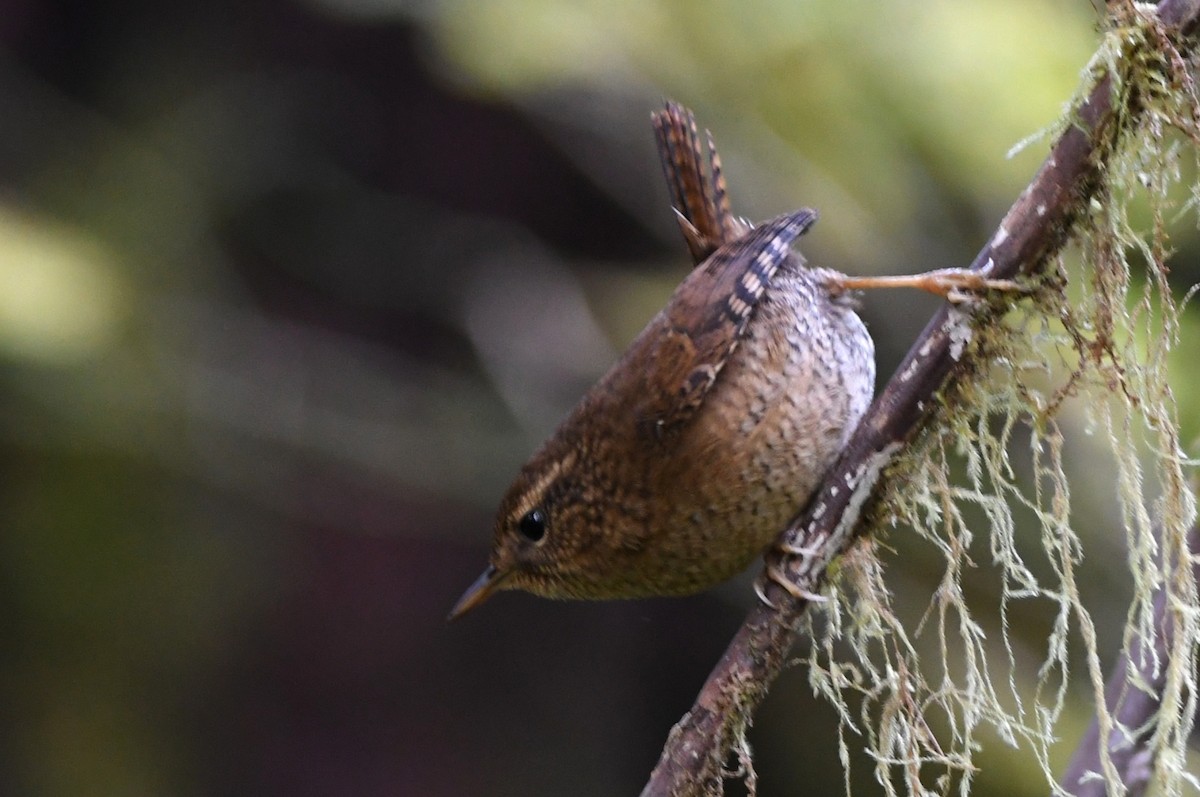 Pacific Wren - Kevin Smith