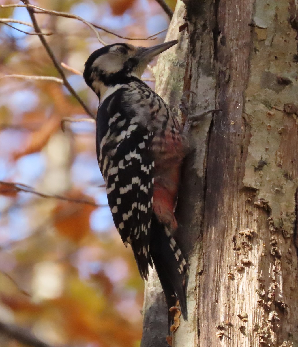 White-backed Woodpecker - ML504298131