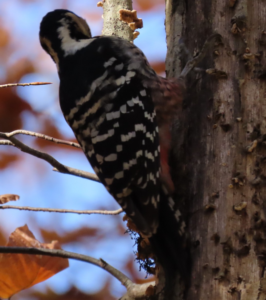 White-backed Woodpecker - ML504298141