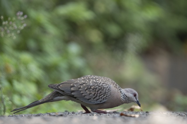 Spotted Dove — photographed by Sayantan Ghosh