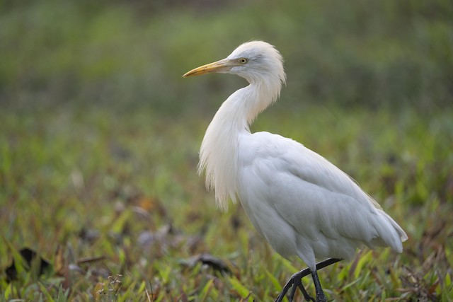 Eastern Cattle-Egret — photographed by Sayantan Ghosh