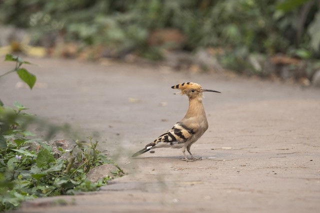Common Hoopoe — photographed by Sayantan Ghosh
