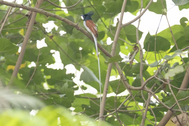 Indian Paradise-Flycatcher — photographed by Sayantan Ghosh