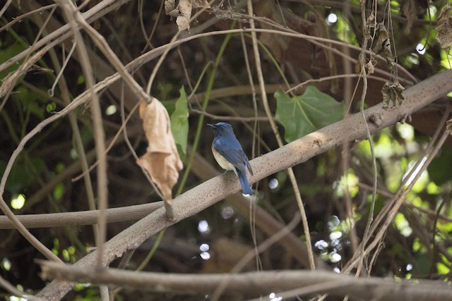 Blue-throated Flycatcher — photographed by Sayantan Ghosh