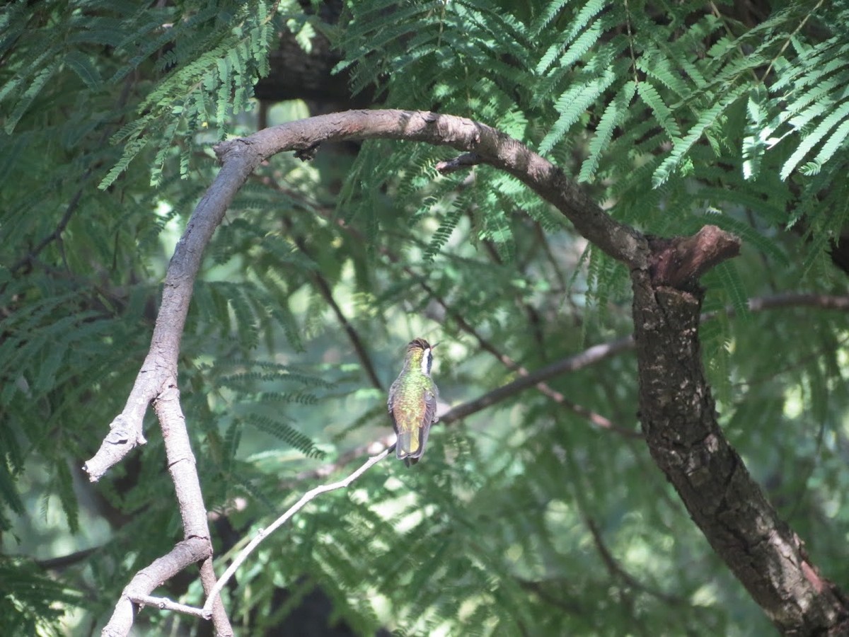 White-eared Hummingbird - ML504300141