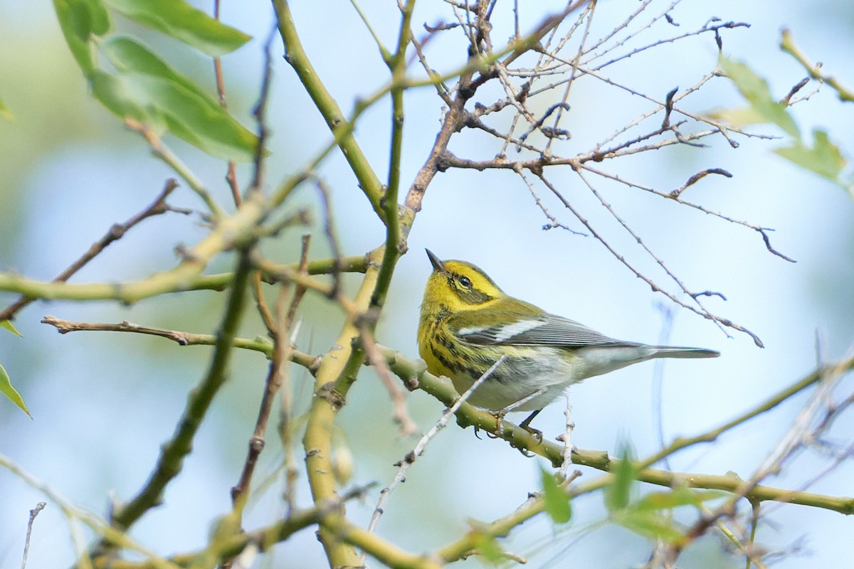 Townsend's Warbler - Ant Tab