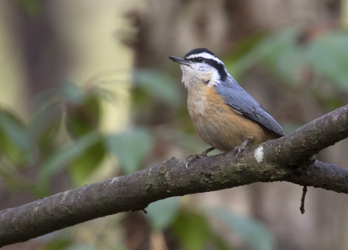 Red-breasted Nuthatch - ML504321131