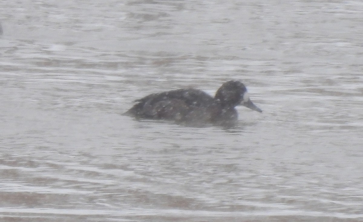 Greater Scaup - ML504321191